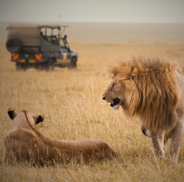 africa safaris - blue world travel